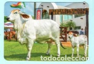 Coleccionismo Calendarios: CALENDARIO EXTRANJERO DE ANIMALES VACA Y PEQUE&Ntilde;O DEL A&Ntilde;O 2020
