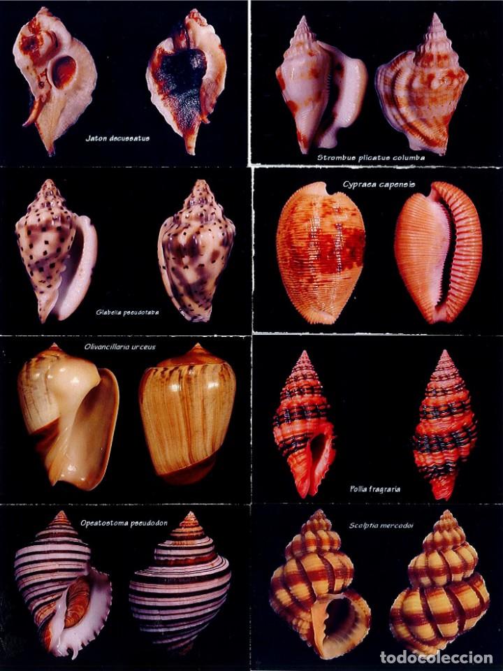Coleccionismo calendarios: 16 CALENDARIOS CONCHAS MARINAS DEL A&Ntilde;O 2007 - Foto 2