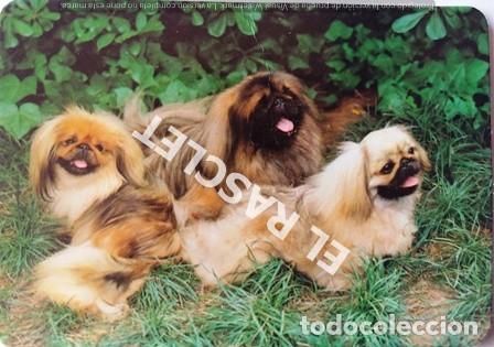 Coleccionismo Calendarios: ANTIG&Uuml;O CALENDARIO DE BOLSILLO DEL A&Ntilde;O 1981