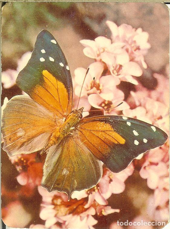 Coleccionismo Calendarios: CALENDARIO DE SERIE - A&Ntilde;O 1970 - 2.013 - D.L.B. 2.616 - MARIPOSA - Publicidad de Baracaldo