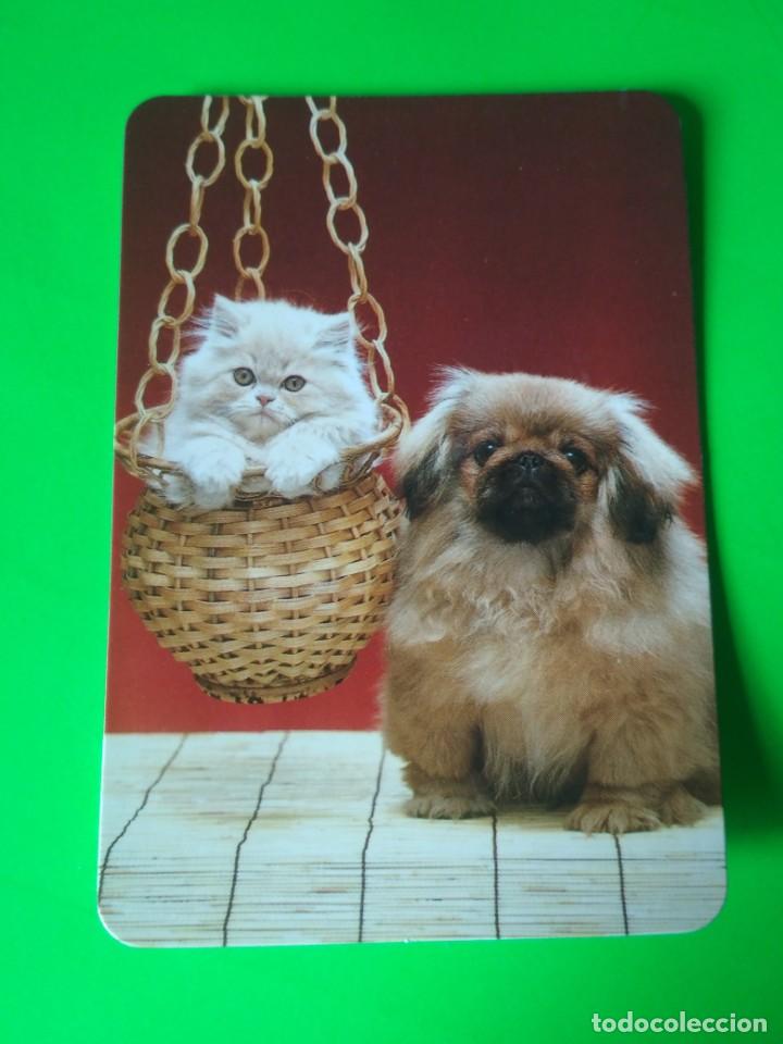 Collectionnisme Calendriers: Calendario de bolsillo tema perros 1996