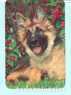 Collectables Calendars: CALENDARIO EXTRANJERO DE PERROS DEL A&Ntilde;O 1988 SIN PUBLICIDAD