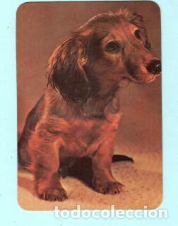 Collectables Calendars: CALENDARIO EXTRANJERO DE PERROS DEL A&Ntilde;O 1988 PUBLICIDAD CAF&Eacute; GAIA