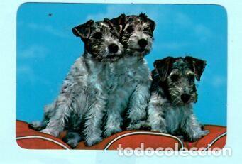 Collectables Calendars: CALENDARIO EXTRANJERO DE PERROS DEL A&Ntilde;O 1989 PUBLICIDAD M&Oacute;VEIS GAIA