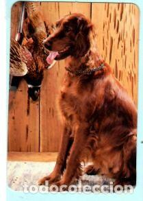 Collectables Calendars: CALENDARIO EXTRANJERO DE PERRO DEL A&Ntilde;O 1989 PUBLICIDAD SELTUR LOJA