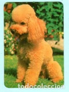 Collectables Calendars: CALENDARIO EXTRANJERO DE PERRO DEL A&Ntilde;O 1989 PUBLICIDAD ART PORTIMAO