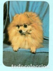 Collectables Calendars: CALENDARIO EXTRANJERO DE PERRO DEL A&Ntilde;O 1990 PUBLICIDAD LIGA NACIONAL PORTO