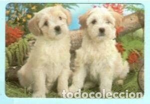 Collectables Calendars: CALENDARIO EXTRANJERO DE ANIMALES PERROS DEL A&Ntilde;O 1990 PUBLICIDAD AMADEU LOUROSA