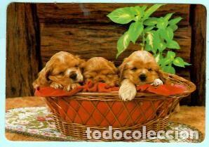 Collectables Calendars: CALENDARIO EXTRANJERO DE ANIMALES PERROS DEL A&Ntilde;O 1989 PUBLICIDAD COMFECCIONES AMADORA