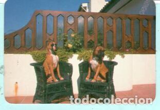 Collectables Calendars: CALENDARIO EXTRANJERO DE ANIMALES PERROS DEL A&Ntilde;O 1992 PUBLICIDAD ZAPATARIA PORTO