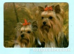 Collectables Calendars: CALENDARIO EXTRANJERO DE ANIMALES PERROS DEL A&Ntilde;O 1990 PUBLICIDAD LIMPIEZA PORTO