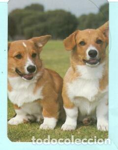 Collectables Calendars: CALENDARIO EXTRANJERO DE ANIMALES PERROS DEL A&Ntilde;O 1992 PUBLICIDAD OPICA PORTO