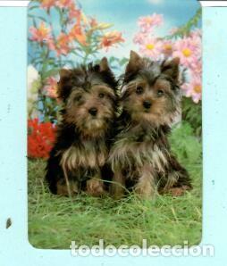 Collectables Calendars: CALENDARIO EXTRANJERO DE ANIMALES PERROS DEL A&Ntilde;O 1990 PUBLICIDAD COMERCIAL CORTEGA&Ccedil;A