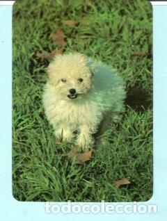 Collectables Calendars: CALENDARIO EXTRANJERO DE ANIMALES PERRO DEL A&Ntilde;O 1993 PUBLICIDAD DECORACION SEIXAL