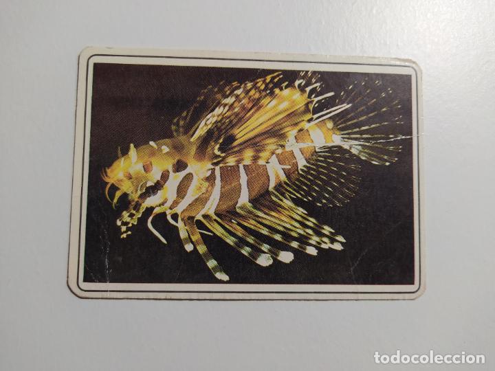 Sammeln von Kalendern: CALENDARIO PORTUGUES ZEBRA PAIXE DE MAR. 1987. TDKP16