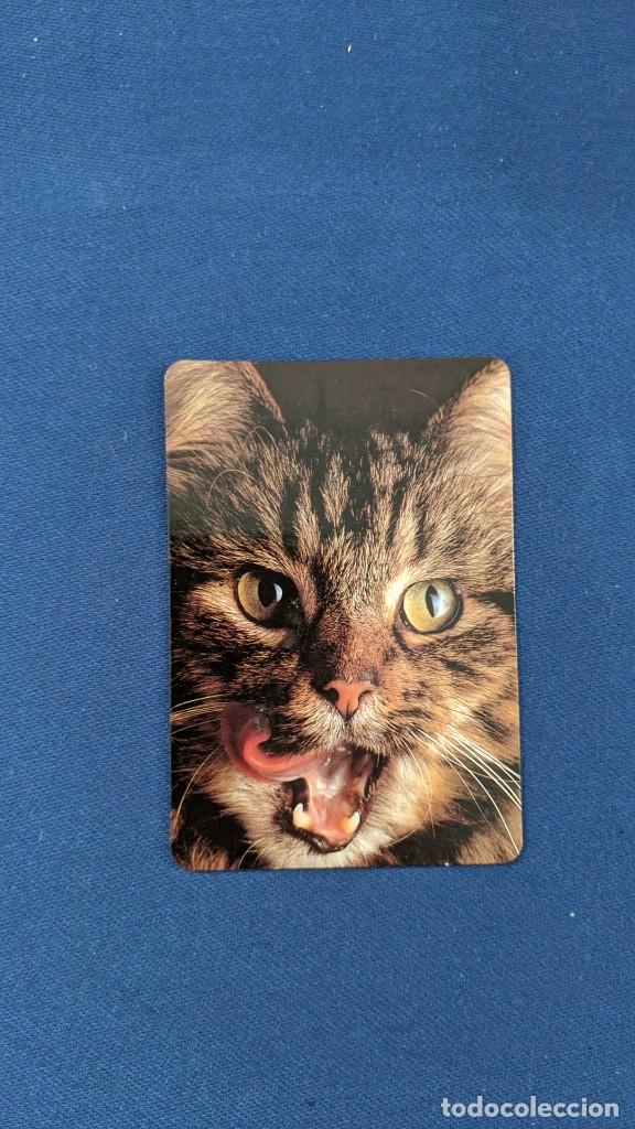 Sammeln von Kalendern: ANTIGUO CALENDARIO DE COLECCI&Oacute;N GATO CENTRO VETERINARIO CERDANYOLA A&Ntilde;O 2000