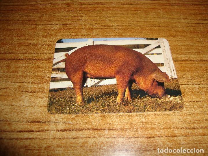 Coleccionismo Calendarios: CALENDARIO DE BOLSILLO SERIE TEMA ANIMALES CERDO 1997