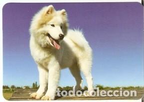 Coleccionismo Calendarios: Calendario a&ntilde;o 2013. Cachorro de Perro. 11-13L139