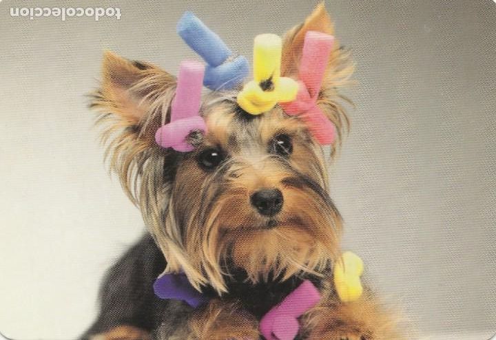 Colecionismo Calend&aacute;rios: CALENDARIO bolsillo -A&Ntilde;O 2013 - KIOSKO CLAVE - TARRAGONA - PERRITA PRESUMIDA - PUBLICITARIA - NUEVA