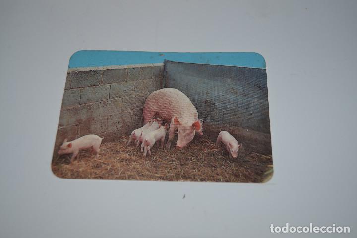 Coleccionismo calendarios: CALENDARIO DE 1991 DE CERDOS
