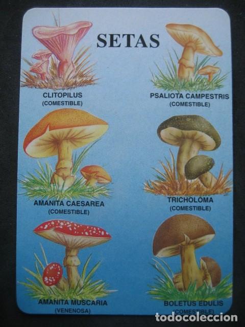 Coleccionismo calendarios: CALENDARIO SETAS 1999 - Foto 1
