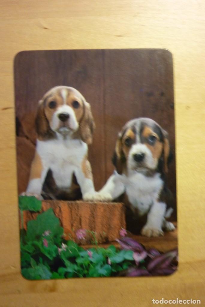 Collezionismo Calendari: Calendario Cachorros Perros A&ntilde;o 1988 Librer&iacute;a papeler&iacute;a L&aacute;zaro Alcal&aacute; de Henares