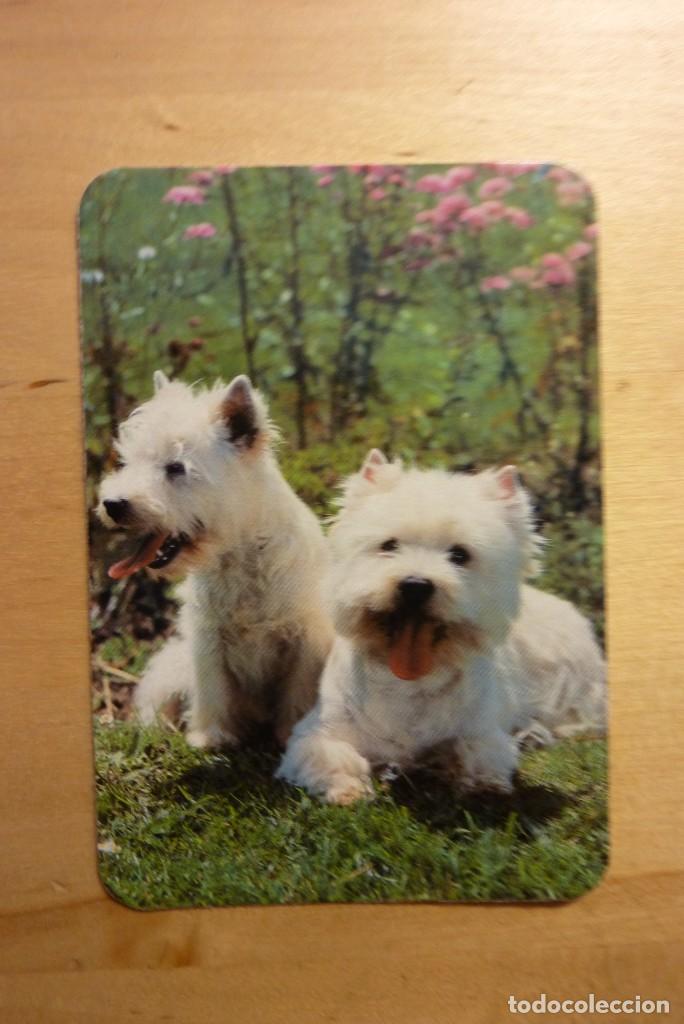 Sammeln von Kalendern: Calendario Perros cachorros A&ntilde;o 1992 Tele Taxi Baldomero Castro L. Alcal&aacute; de Henares