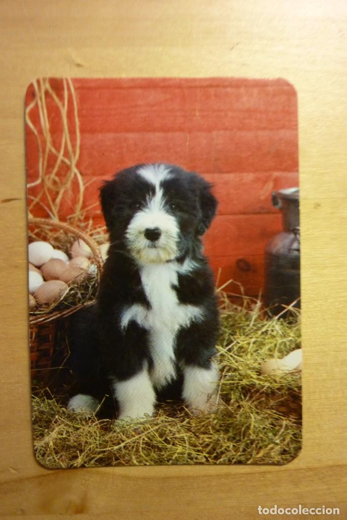 Sammeln von Kalendern: Calendario Perro cachorro A&ntilde;o 1985 Club de f&uacute;tbol Los manchegos Alcal&aacute; de Henares