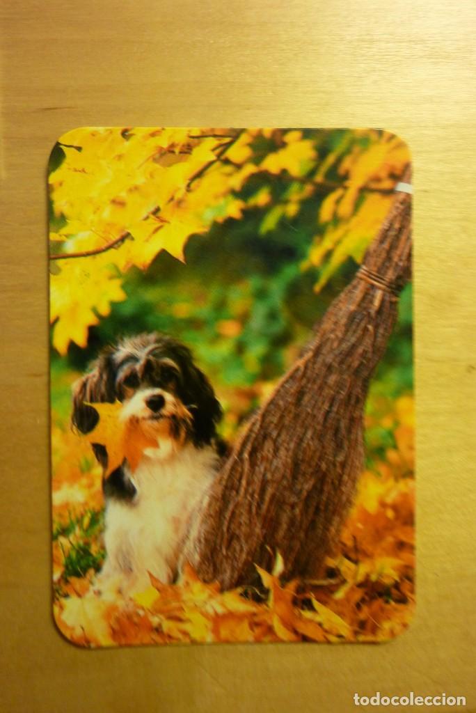 Sammeln von Kalendern: Calendario Perro A&ntilde;o 1988 Peluquer&iacute;a Mabel Alcal&aacute; de Henares