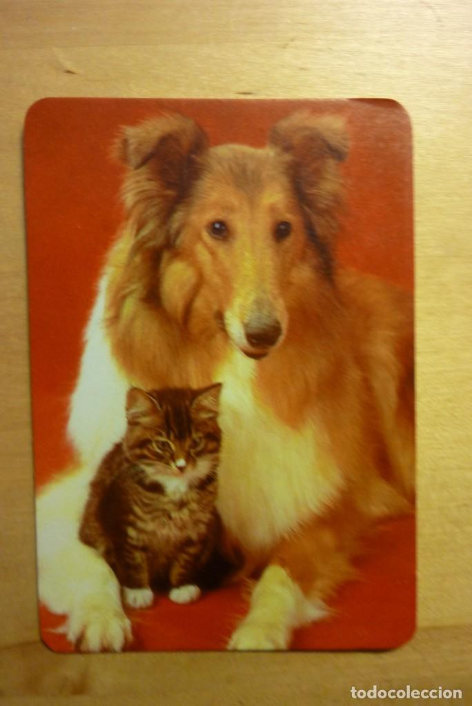 Sammeln von Kalendern: Calendario Perro y gato Collie A&ntilde;o 1986 Confecciones Goyger Alcal&aacute; de Henares