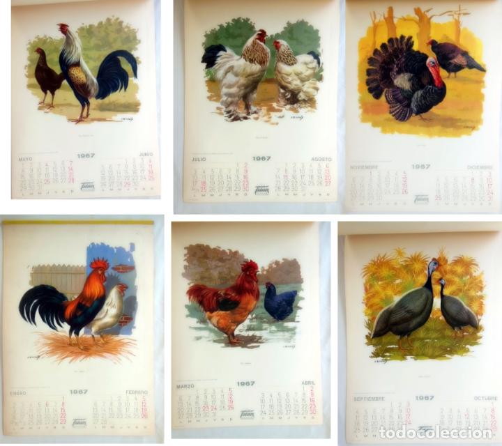 Coleccionismo calendarios: Antiguo Calendario : AVES DE CORRAL. Publicidad TITAN 1967. A ENGUIX (Ilustrador)