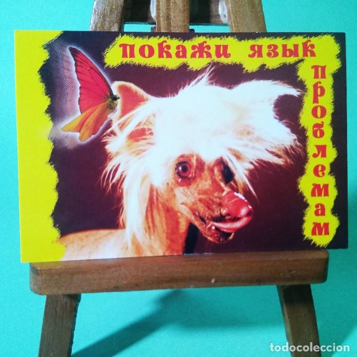 Coleccionismo Calendarios: CALENDARIO - PERROS. FRASES . 2003. RUSO - T3