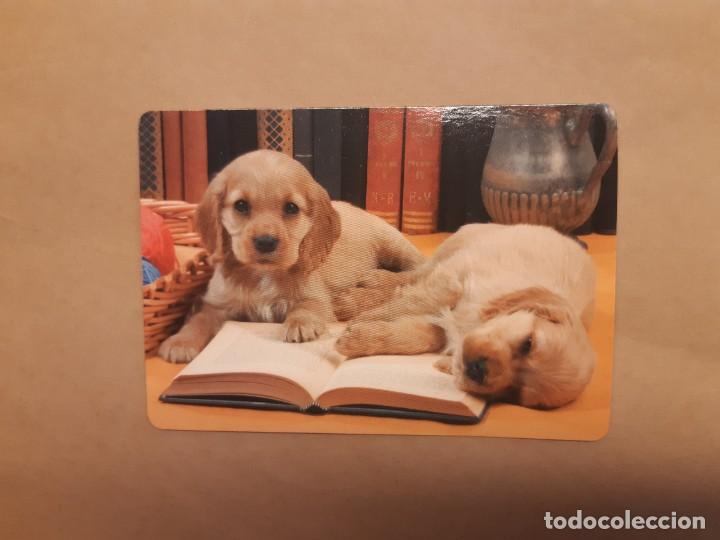 Collectables Calendars: Calendario Perritos junto a un libro