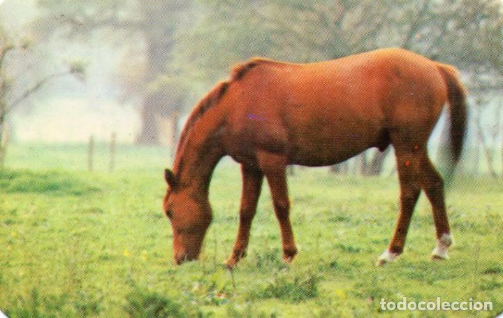 Coleccionismo calendarios: Calendario de Publicidad 1975 - PEGASO