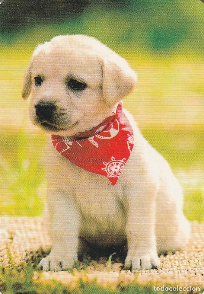 Coleccionismo Calendarios: ANTIGUO CALENDARIO PUBLICITARIO DE BOLSILLO - A&Ntilde;O 2018 - ANIMALES - PERROS