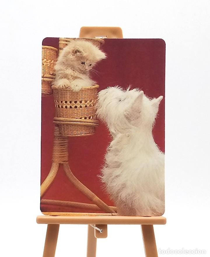 Sammeln von Kalendern: Calendario de bolsillo - 1996 - Animales - Perro y gato - Serie W.C.B. N&ordm; 128