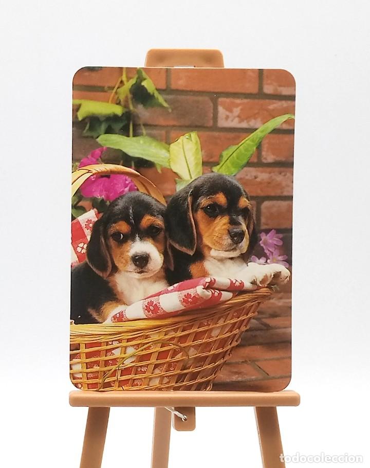 Sammeln von Kalendern: Calendario de bolsillo - 1998 - Animales - Perros - Serie EGC 65