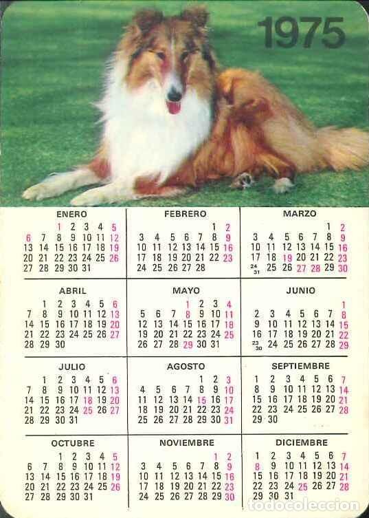 Colecionismo Calend&aacute;rios: CALENDARIO PUBLICIDAD - ANIMALES - PERROS - 35.00.203 - A&Ntilde;O 1975