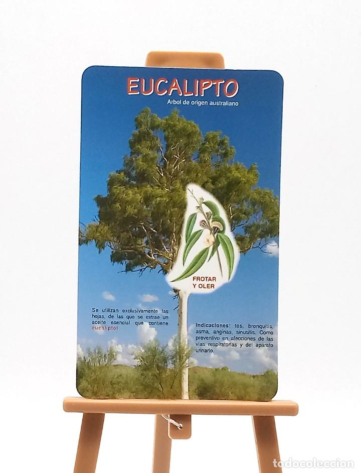 Sammeln von Kalendern: Calendario de bolsillo - 2004 - Arboles y plantas - Eucalipto