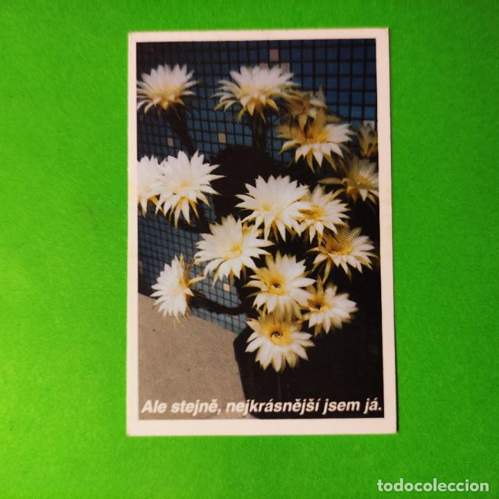 Colecionismo Calend&aacute;rios: CALENDARIOS CACTUS 2004 . RUSO . T4