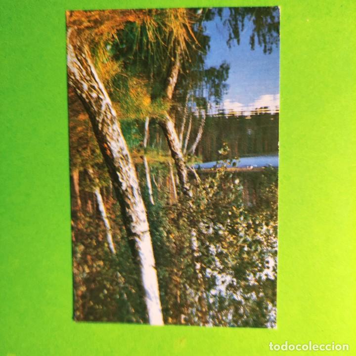 Coleccionismo Calendarios: CALENDARIO .PAISAJE FORESTAL . EDITORIAL PLANETA DE MOSCU . 1982 . . RUSIA . T4