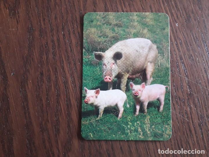 Sammeln von Kalendern: calendario de serie BO 577, de animales, cerdo y cerditos a&ntilde;o 2016