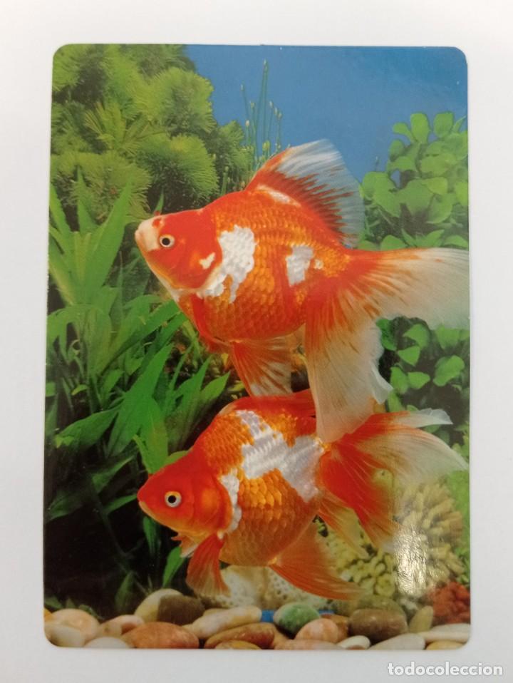 Sammeln von Kalendern: CALENDARIO TEMA PECES. SERIE CB 60. A&Ntilde;O 2008 SIN PUBLICIDAD