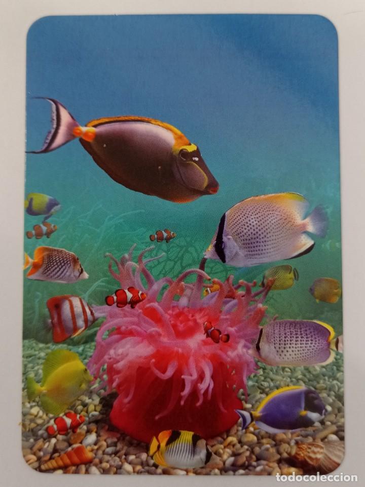 Sammeln von Kalendern: CALENDARIO TEMA PECES. SERIE L-133. A&Ntilde;O 2013 SIN PUBLICIDAD