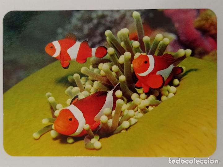 Sammeln von Kalendern: CALENDARIO TEMA PECES. SERIE L-129. A&Ntilde;O 2015 SIN PUBLICIDAD