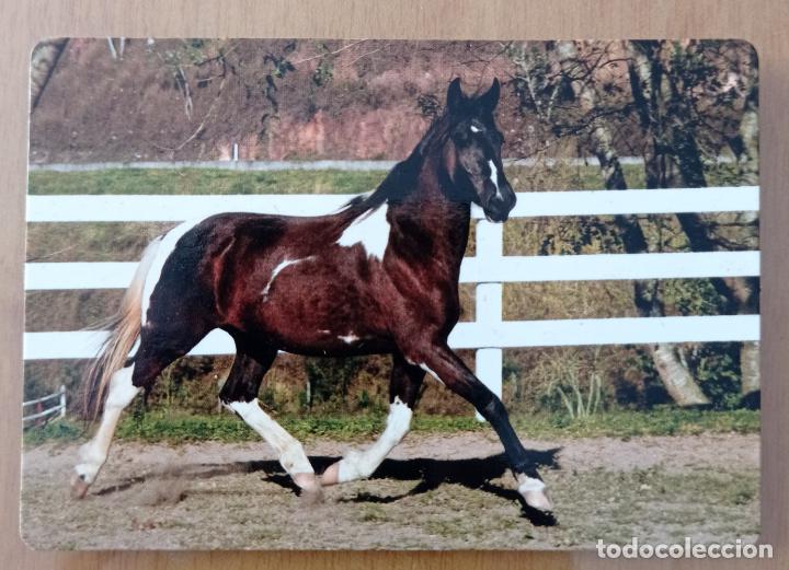 Sammeln von Kalendern: CALENDARIO ANIMALES. CABALLO. SERIE CB 66. A&Ntilde;O 2008.