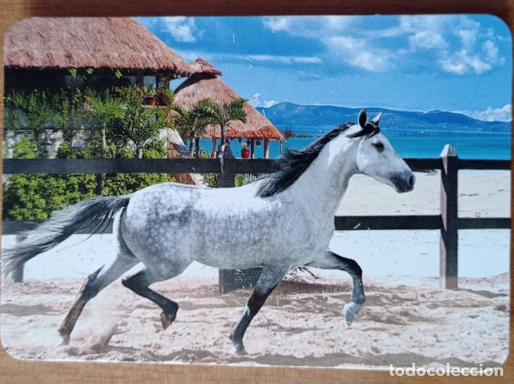 Sammeln von Kalendern: CALENDARIO TEMA ANIMALES. CABALLOS. SERIE L- 116. A&Ntilde;O 2010.