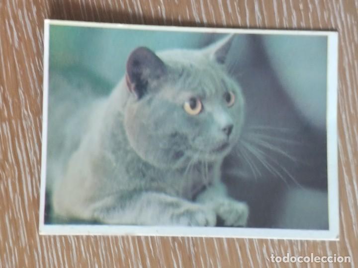 Coleccionismo Calendarios: VCK 2788 CALENDARIO BOLSILLO - A&Ntilde;O 1993 - GATO ANIMAL - EXTRANJERO