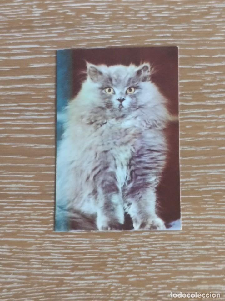 Coleccionismo Calendarios: VCK 2792 CALENDARIO BOLSILLO - A&Ntilde;O 1986 - GATO ANIMAL - EXTRANJERO