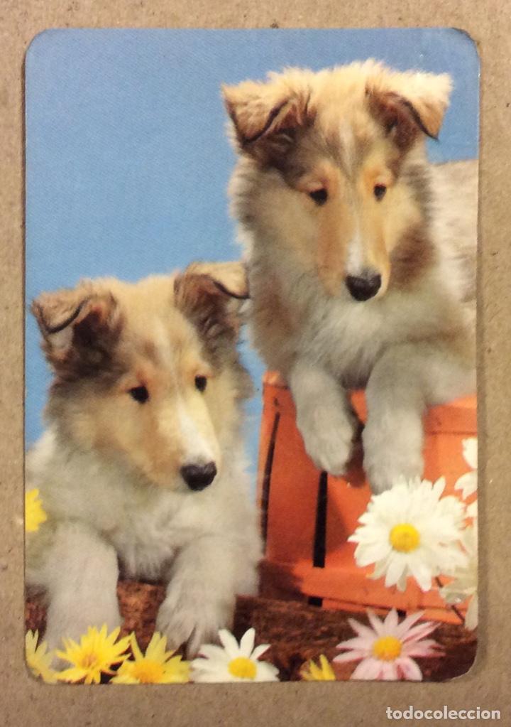 Collectables Calendars: CARNICER&Iacute;A JOS&Eacute; SERCO-IZARRA (SANTURTZI). CALENDARIO PUBLICITARIO DE 1984. PERROS